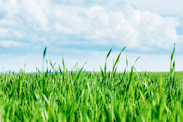 Horizon.Green field with Beautiful juicy young spring summer green gras.Wheat field.Blue sky with clouds
