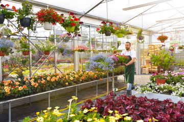 Fototapeta na wymiar Gärtnerei im Blumenhandel - Blumen im Gewächshaus // happy worker growing flowers in a greenhouse of a flower shop