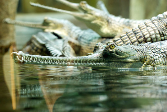 Concept of connection with adorable natural animals