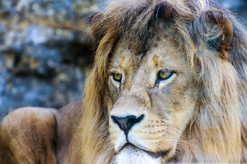 Concept of connection with adorable natural animals