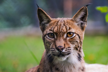 Concept of connection with adorable natural animals
