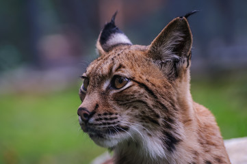 Concept of connection with adorable natural animals
