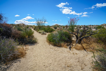 hiking the lost palms oasis trail in joshua tree national park, california, usa
