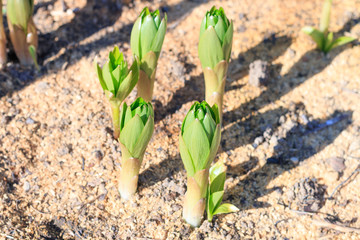 a group of young fat bright green sprouts growing on soil on a spring sunny day