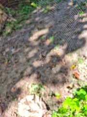 Sprider web
