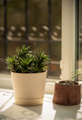 cactus in a pot
