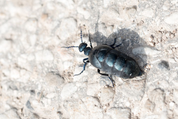 Concept of connection with adorable natural animals