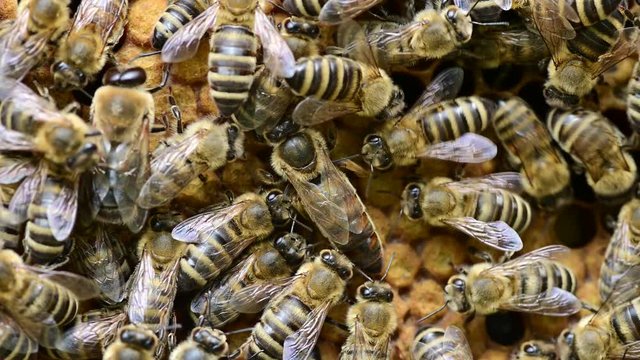 Closeup video of Bee queen  with bees on a bee hive