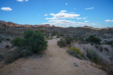 hiking the lost palms oasis trail in joshua tree national park, california, usa