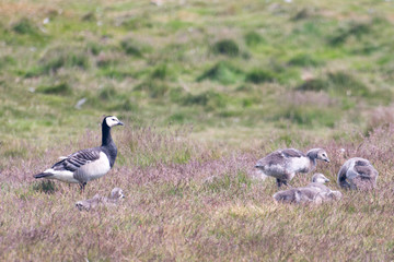 Concept of connection with adorable natural animals