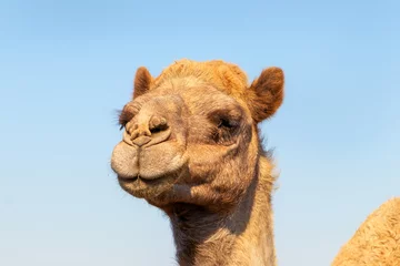 Foto op Plexiglas African Camel in the Namib desert.  Funny close up © Yuliia Lakeienko