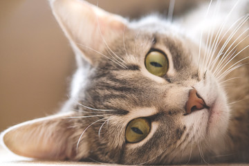 Close-up portrait of an adult tabby cat. The cat lies on the floor in the apartment. Selective focus. The concept of domestic animals. Photo for a veterinary clinic or cat blog