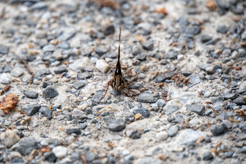 Schmetterling sitzt auf einem Kiesboden
