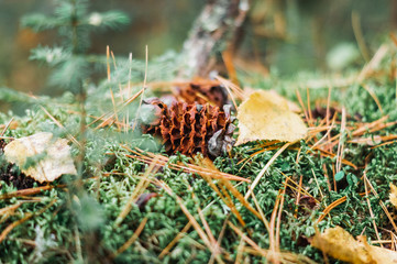 texture of a fir branch and cones in the forest