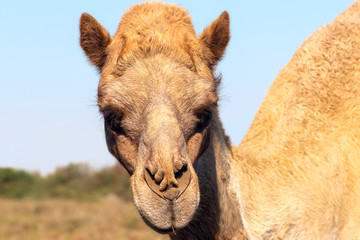 African Camel in the Namib desert.  Funny close up