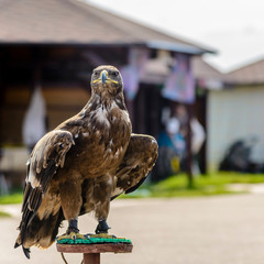 Eagle spreads its wings on pedestal in park