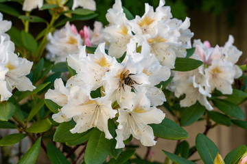 Hummel sucht nach Nektar auf einer wei&szlig;en Bl&uuml;te