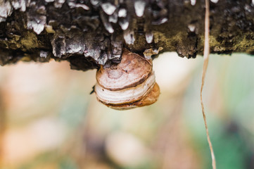 various fungi and parasites in the forest 