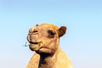 African Camel in the Namib desert.  Funny close up