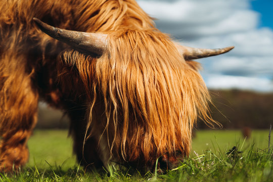 Highland cattle eating grass
