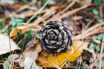 texture of a fir branch and cones in the forest