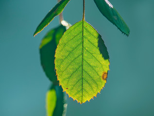 close up of green leaves