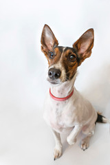 Parson russell terrier dog with erect ears. Funny face with a question.