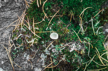moss on trees and grass in the forest