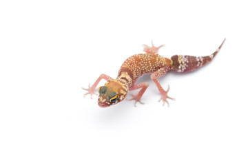 The common leopard gecko isolated on white background 