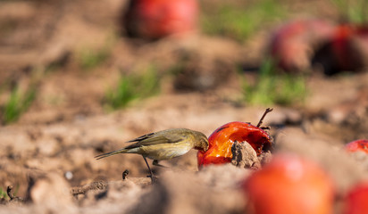Small bird feeding from ripening fruits on the ground