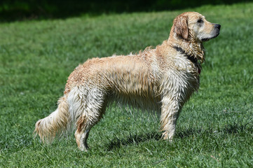 beautiful golden retriever dog in profile all bafgnato after swimming