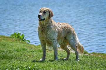 beautiful golden retriever dog in profile all wet after swimming