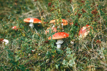 Inedible mushrooms Amanita grow in the forest.