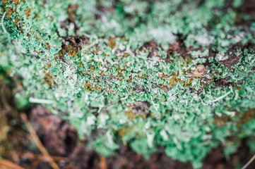 moss on trees and grass in the forest