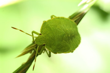 green leaf on a green background
