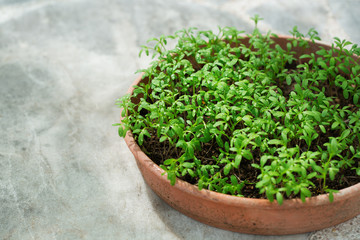 Fototapeta na wymiar Homegrown garden, green sprouts of spicy herbs