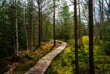 Trail wooden walkway through beautiful forest in summer HDR