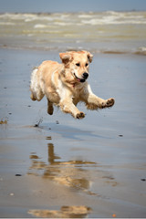 golden retriever dog runs free lumping on the beach