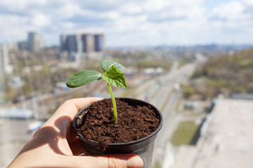 Cucumber seedlings in hand on a background of the city.