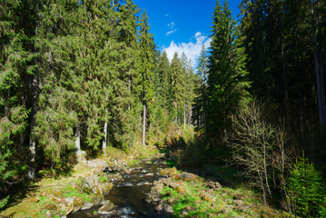 Fototapeta na wymiar Wild river in the Nordic forest in nice summer weather