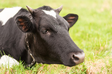 Naklejka premium A dairy, milk cow is resting on a pasture with green grass.