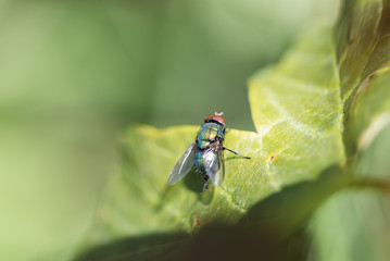 Concept of connection with adorable natural animals