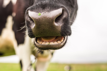 A cow chews grass in a pasture close up.
