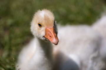 Concept of connection with adorable natural animals