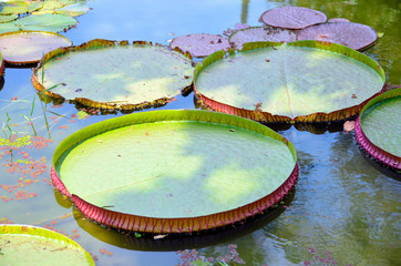 Olbrzymi liść lilii wodnej unoszący się na wodzie w stawie. Brazylia