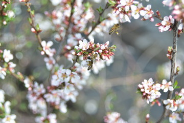 Japanese cherry flowers in spring with bees