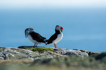 Puffin couple with fish