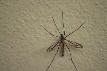 Kohlschnake