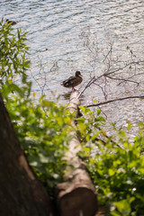 Concept of connection with adorable natural animals