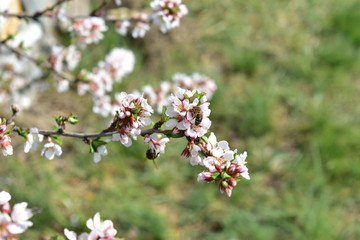 Japanese cherry flowers in spring with bees